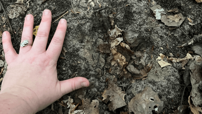 possible black bear print in Michigan